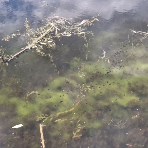 Nový Jičín - Pando-Sokolí výprava