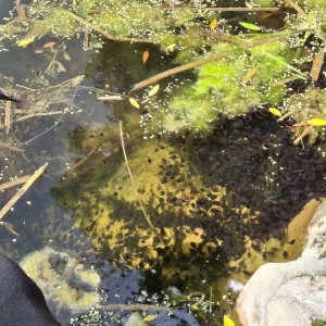 Nový Jičín - Pando-Sokolí výprava