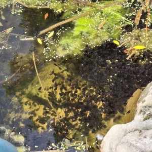 Nový Jičín - Pando-Sokolí výprava