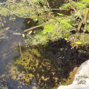 Nový Jičín - Pando-Sokolí výprava