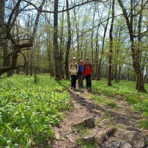 Havrani v jeskyních