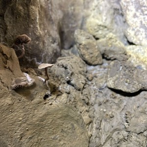 Havrani v jeskyních