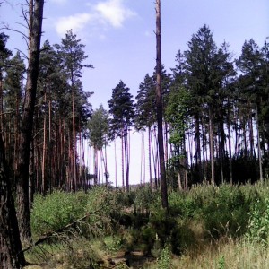 Intercamp 2026