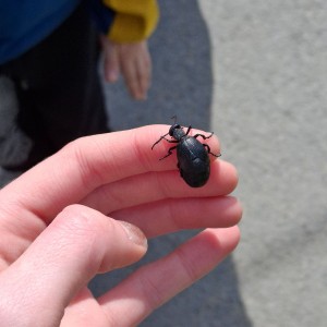 Ivančena - Hukvaldy