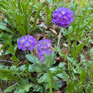 Ivančena - Hukvaldy