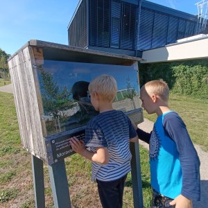 Jestřábi v Hodoníně