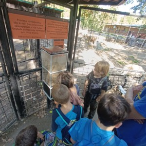 Jestřábi v Hodoníně