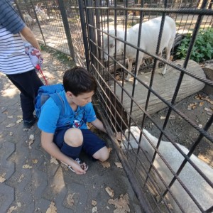 Jestřábi v Hodoníně