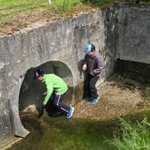 Pandy a Sokoli na Barborce
