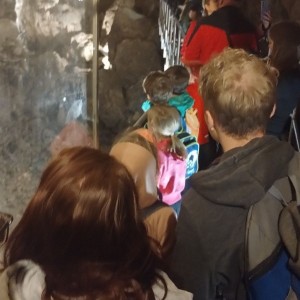 Rybky, Jestřábi a Lemuři v Blansku