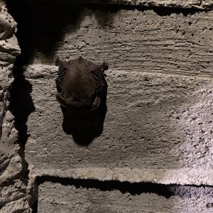 Výprava Lišek do Znojemského podzemí (15. 3. 2026)