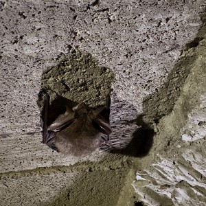 Výprava Lišek do Znojemského podzemí (15. 3. 2026)